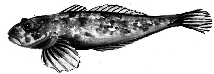 Cottus hispaniolensis_01.jpg